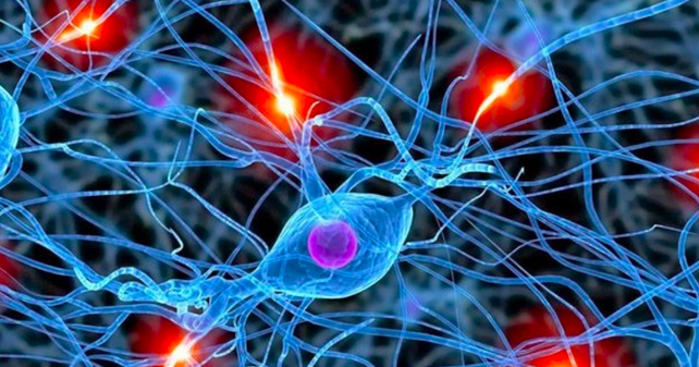 neuronas